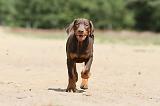 DOBERMANN 831